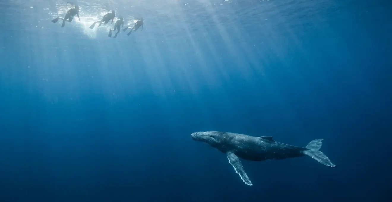 Vue aérienne d'une baleine à bosse et ses observateurs gardant une distance respectueuse dans l'océan tropical