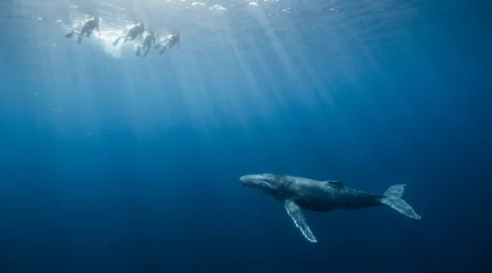 Vue aérienne d'une baleine à bosse et ses observateurs gardant une distance respectueuse dans l'océan tropical
